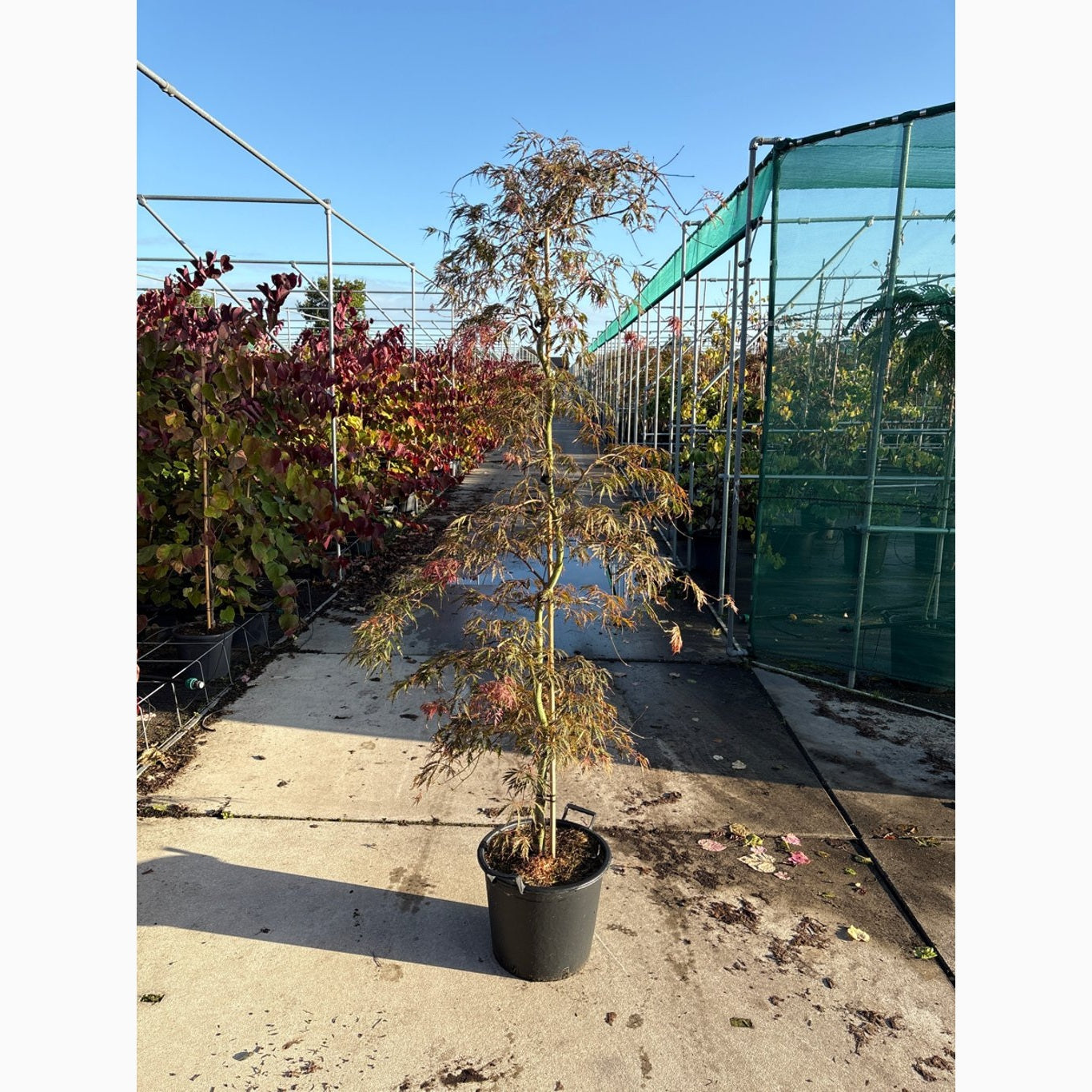 Japansk lönn – Acer pal. 'Garnet' - C35 175-200 CM